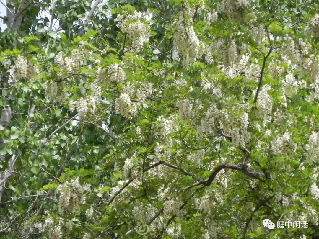 我心目中的玫瑰花,我心目中的花