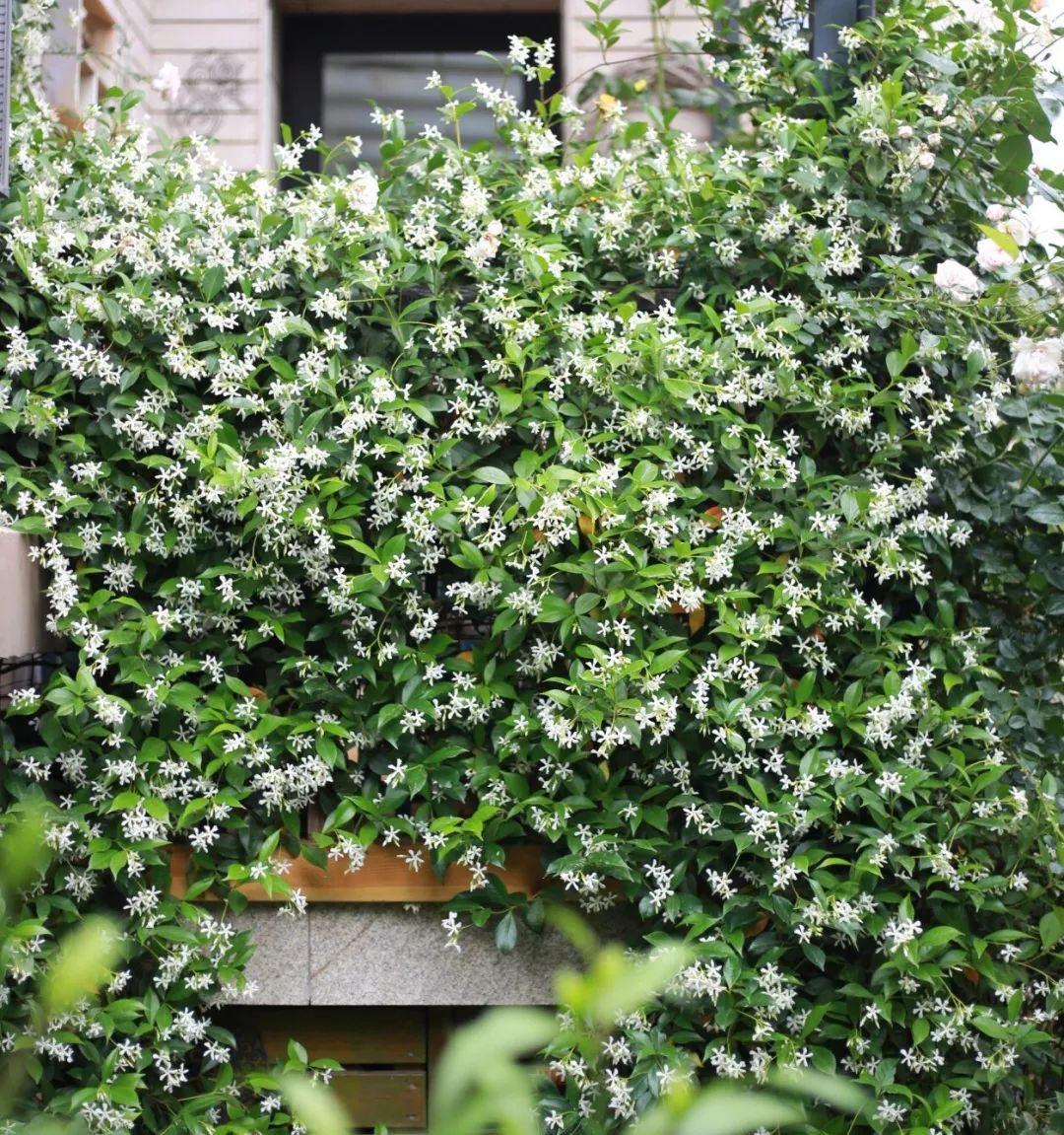 风车茉莉黄色白色粉色,黄风车茉莉和白风车茉莉区别