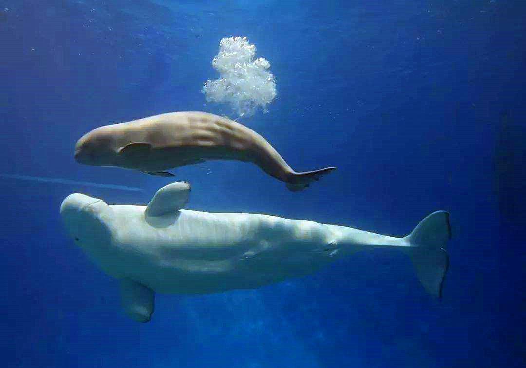 鲸鱼养育幼崽的方式是什么,鲸鱼如何哺育自己的孩子