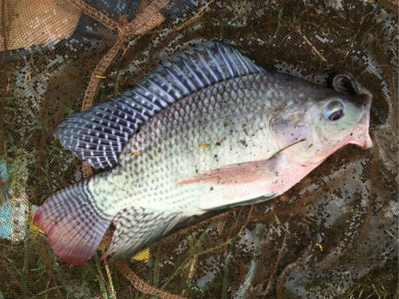 罗非鱼用蚯蚓好钓嘛,用蚯蚓能钓得到罗非鱼吗