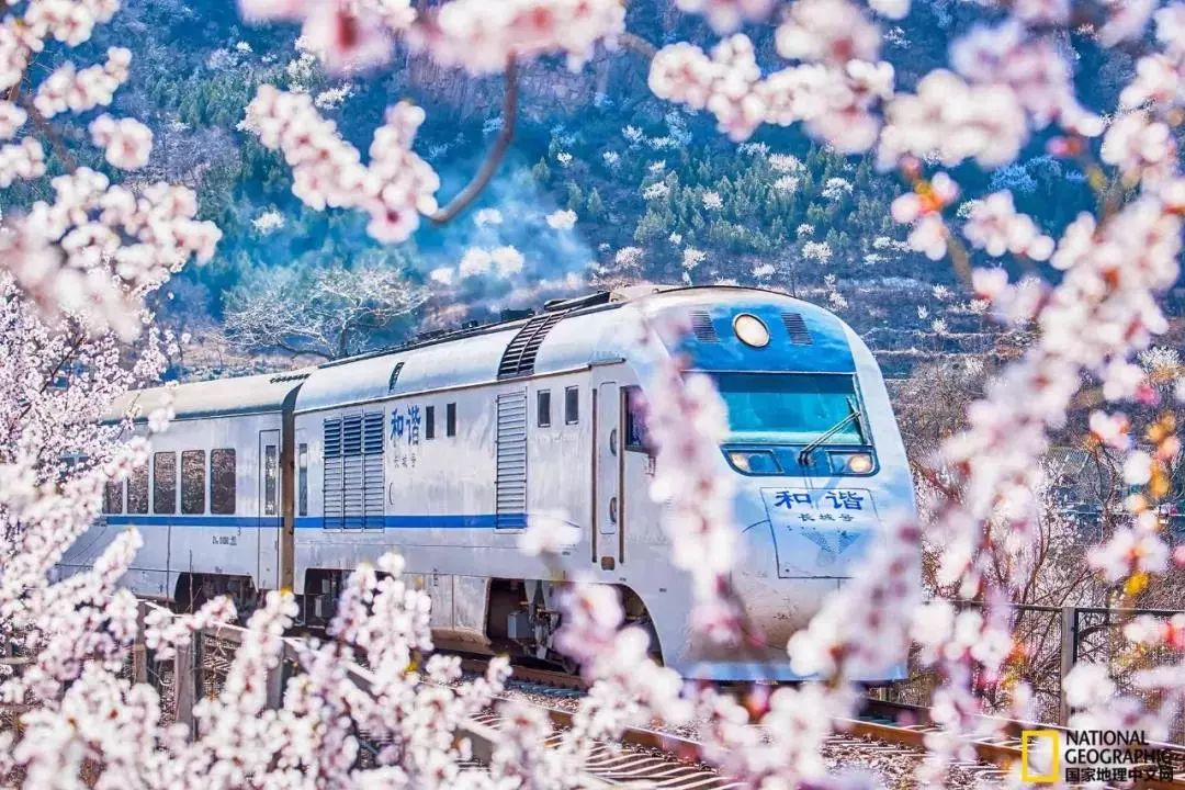 太美了开往春天的列车,这些开往春天的列车简直美呆了
