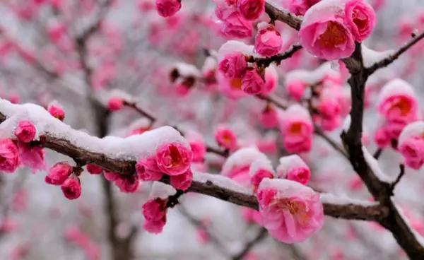 最美暮春诗词100首,秋冬花的优美诗词