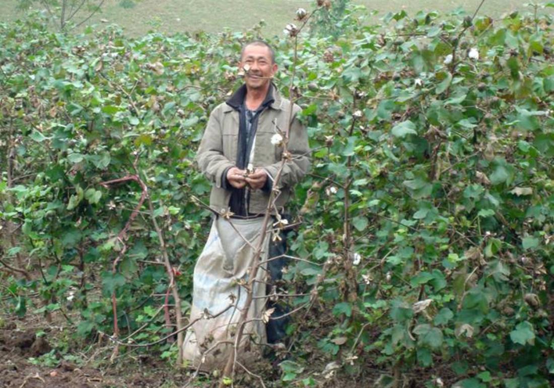 棉花高产栽培技术,棉花栽培需要打垄吗