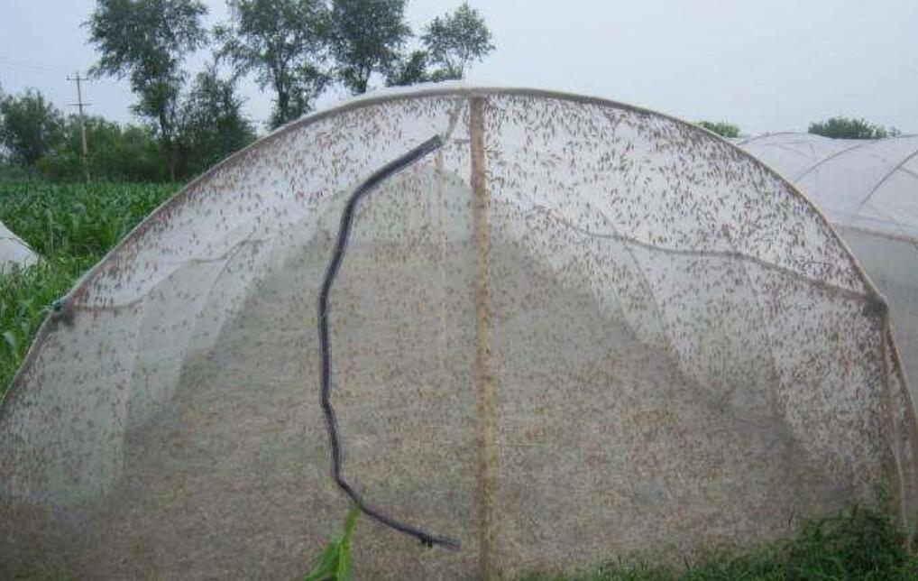 防虫网免打农药种菜,露地蔬菜防虫网的使用