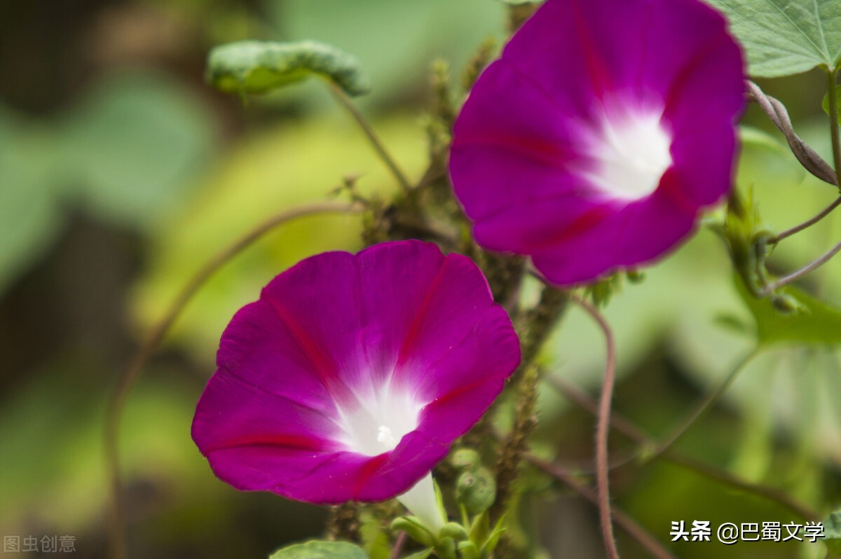 一花一草一天堂,佛歌一花一天堂