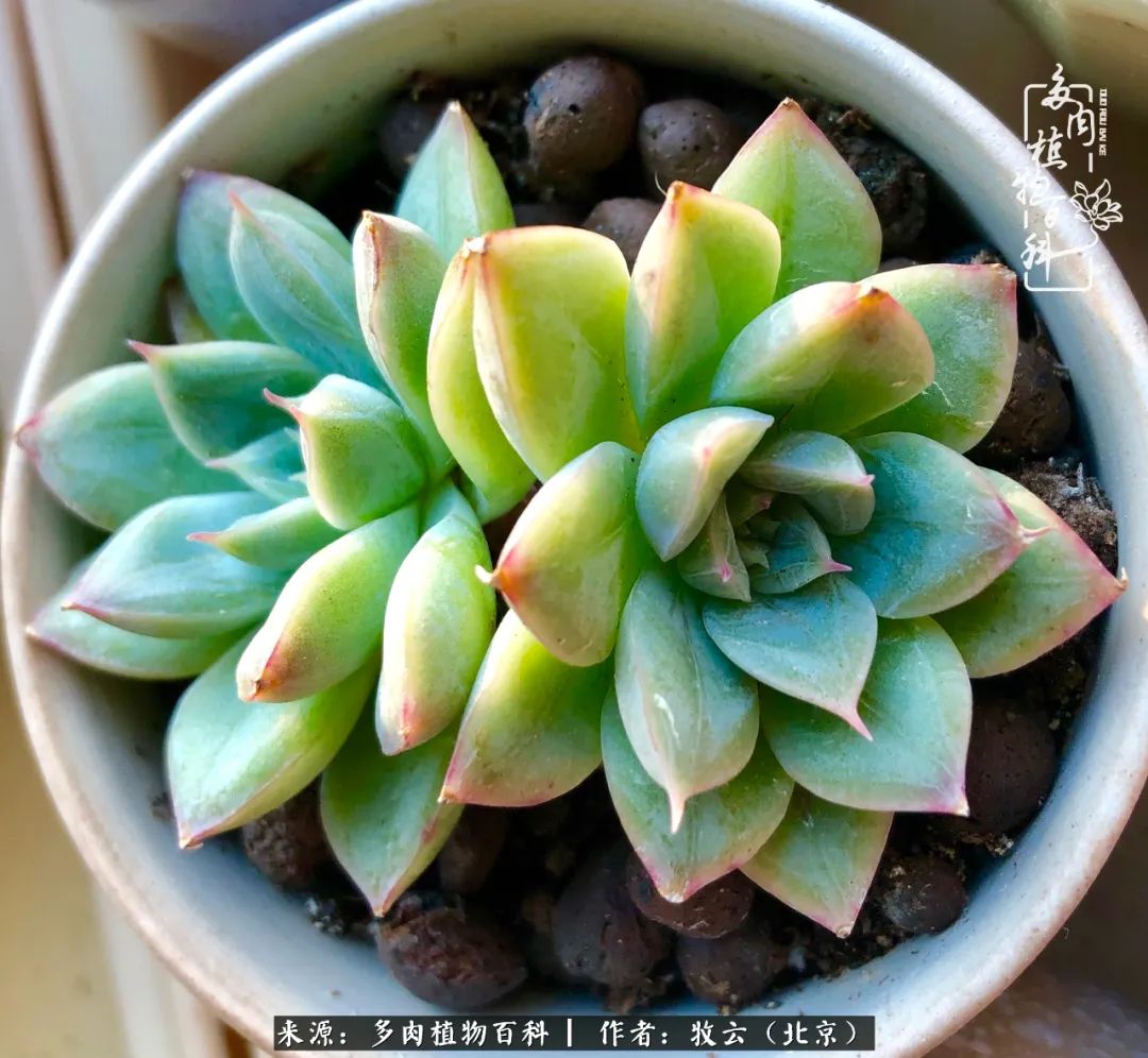 多肉植物生活,多肉生活充满诗意