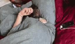 日本秃头猴子吃鱼10个月生发成功，脱发网友求购买链接