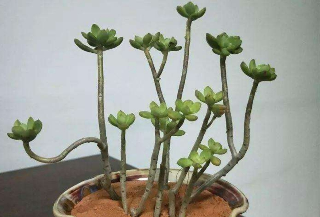 多肉枝干又长又细怎么办,老桩多肉枝条太长