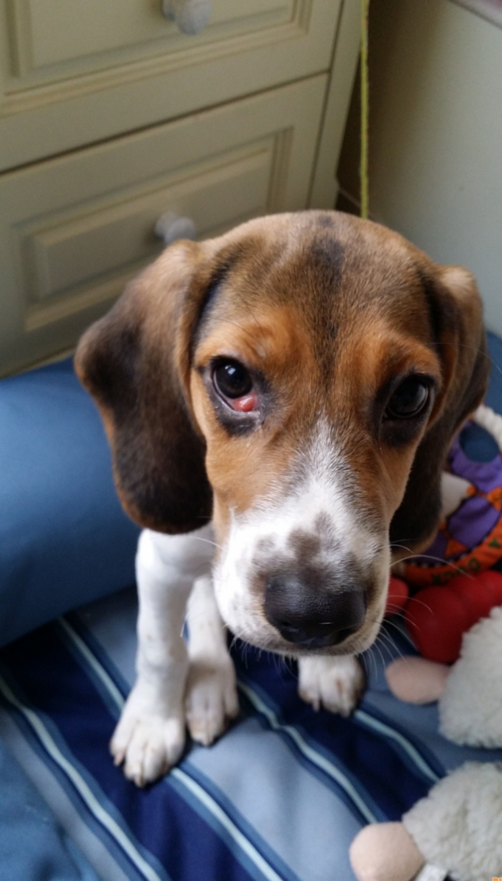 猫眼睑粘连切除手术,猫的第三眼睑包埋术多久恢复正常