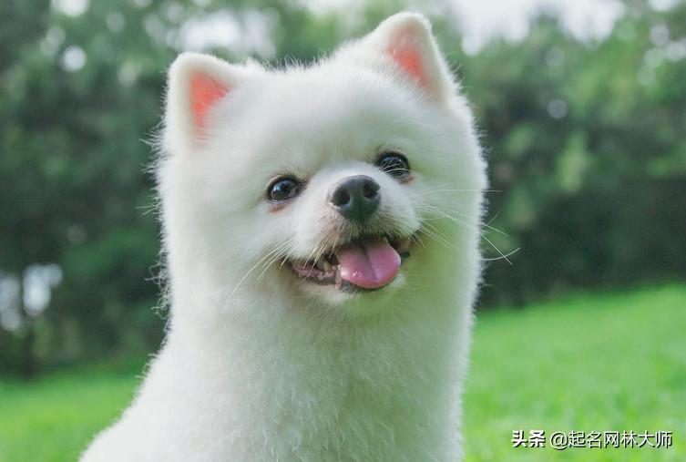 最有趣的狗狗名,时尚潮流狗狗的名