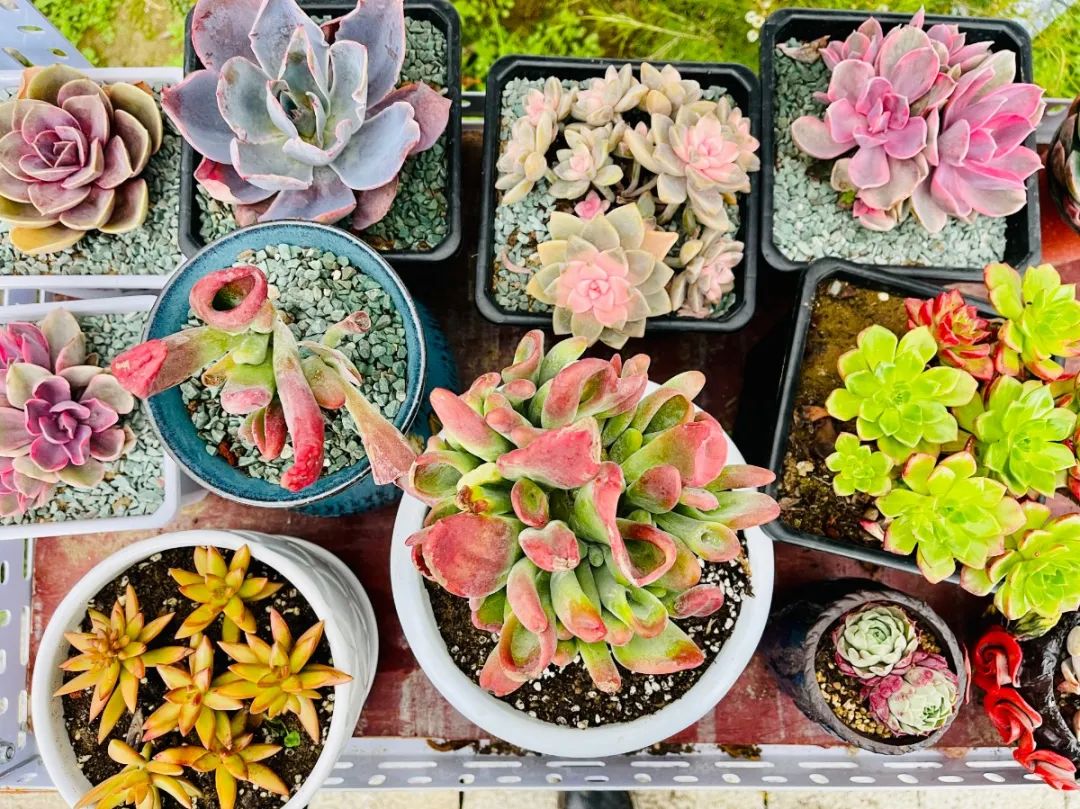 重庆北碚清明节踏青好去处,重庆巴南踏青一日游最佳攻略