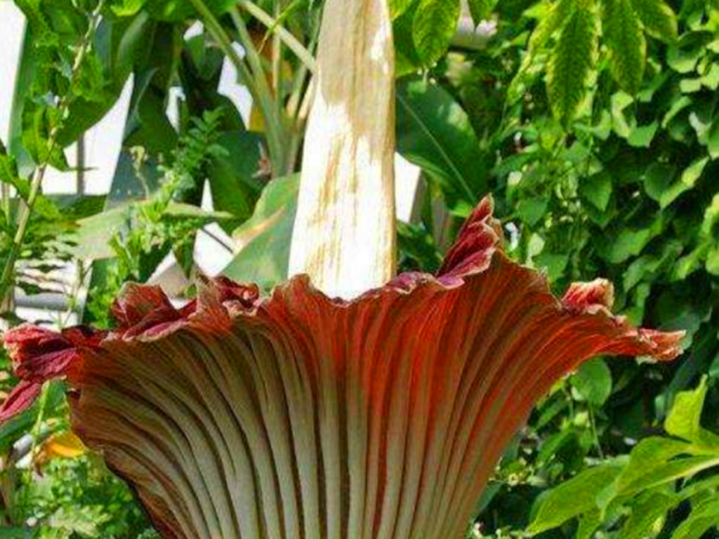 尸香魔芋花为什么这么臭,尸香魔芋碧绿色的来历