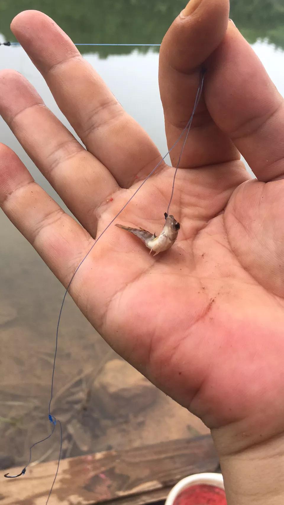 副竿钓鱼用什么饵最好,野钓用饵口诀记住必爆护