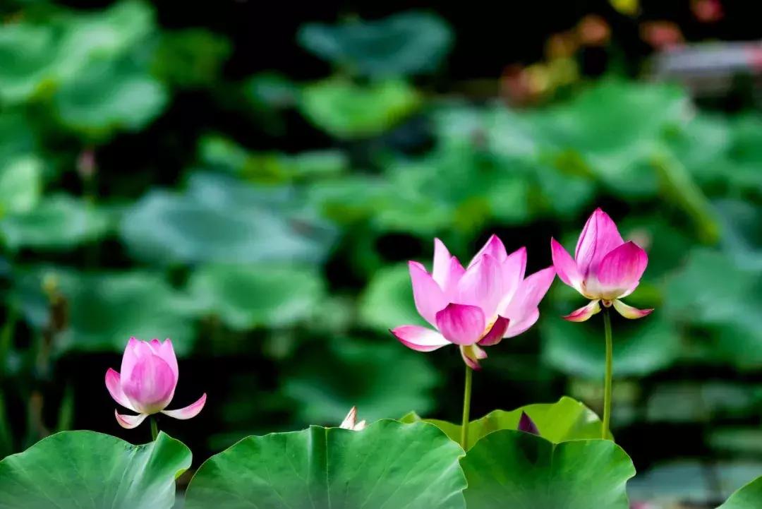 关于荷花唯美的诗句大全,30首荷花诗词唯美整个夏天