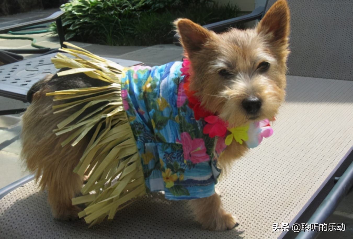 十大可爱的宠物狗,最潮的狗狗穿衣搭配