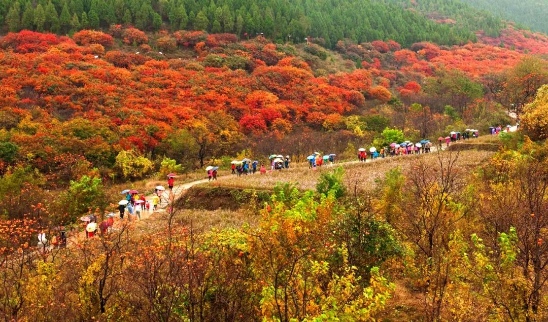 潍坊这5条颜值爆表的自驾线路，藏着美景无数，每一公里都美到极致！