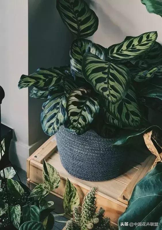 打翻了调色盘的花,打翻了调色盘的美景