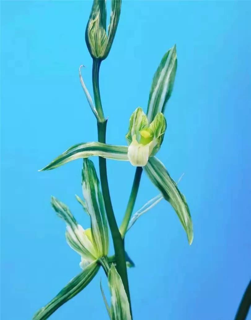 温江市场上售价高达五十万一苗的春剑多艺，再次引爆春剑兰市