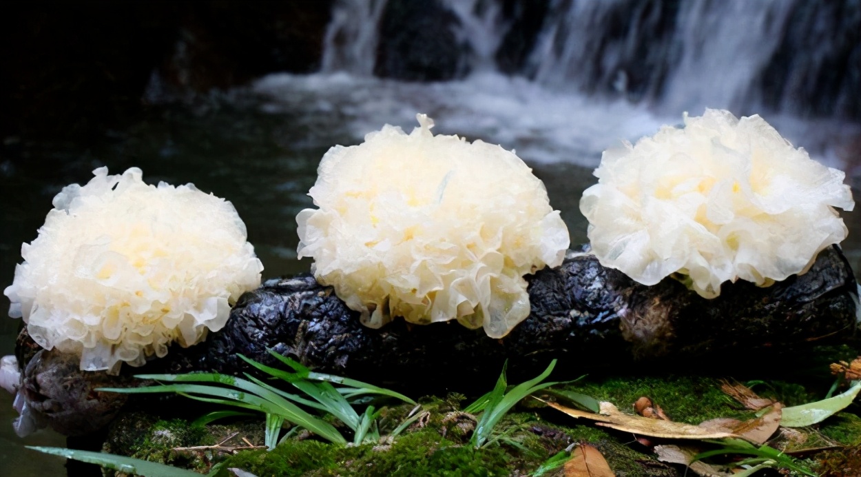 血小板白细胞低吃什么食物好得快,血小板增多症应禁忌食物