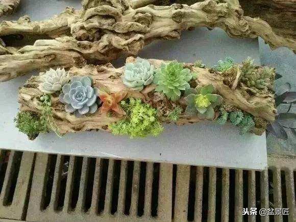 废物改造花盆绿植,旧物改造吊兰花盆