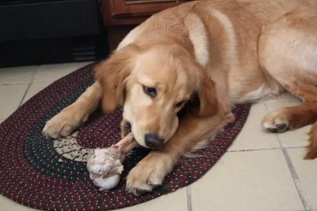 为什么家里的狗狗总是那么凶,狗狗为什么对主人凶