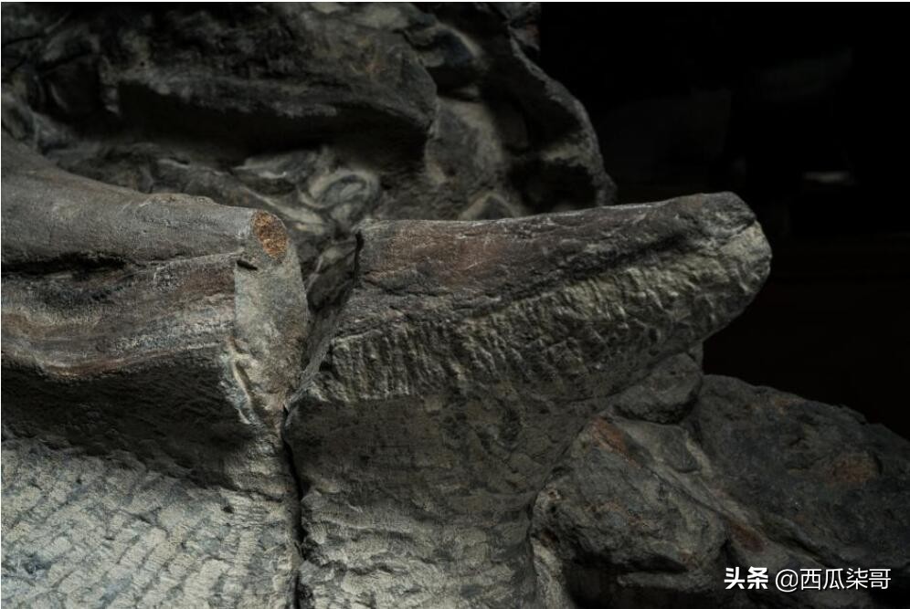 带您探索恐龙世界,探秘中国恐龙见证远古传奇