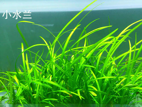 十大阴性水草造景,造景适合用什么水草