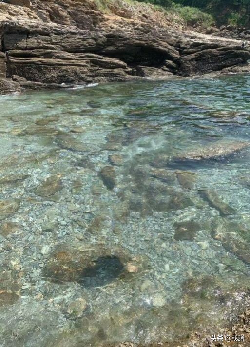 2016年獐子岛扇贝为什么回来了,扇贝回流獐子岛