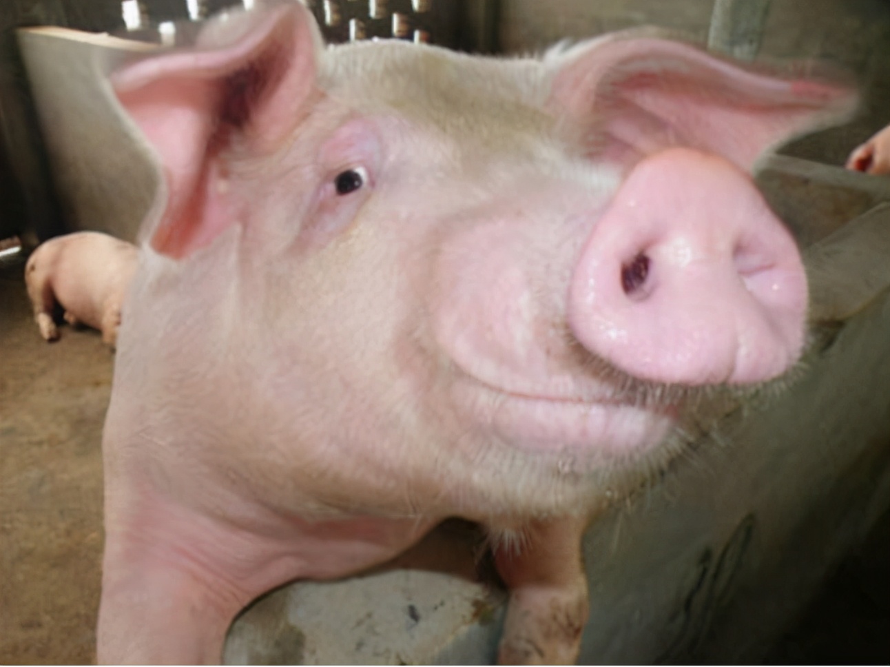 母猪配种后流白色液体是什么原因？怎样辨别母猪子宫发炎？