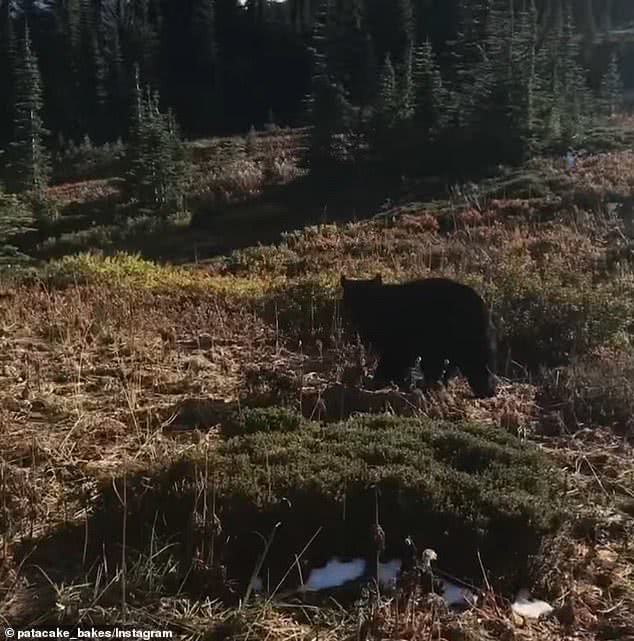男子登山遇见黑熊还跟他打招呼,男子迷路走在山谷中见到黑熊