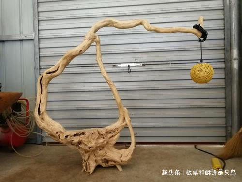 牡丹鹦鹉到底有多少种,可以饲养的牡丹鹦鹉有什么品种