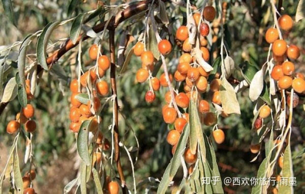 *疆新**瓜果攻略最好的季节配最美味的水果