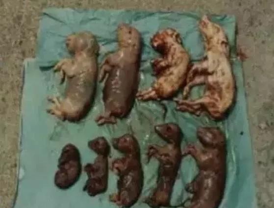 母猪怀孕后期死胎的表现,母猪肚子里有死胎怎么办