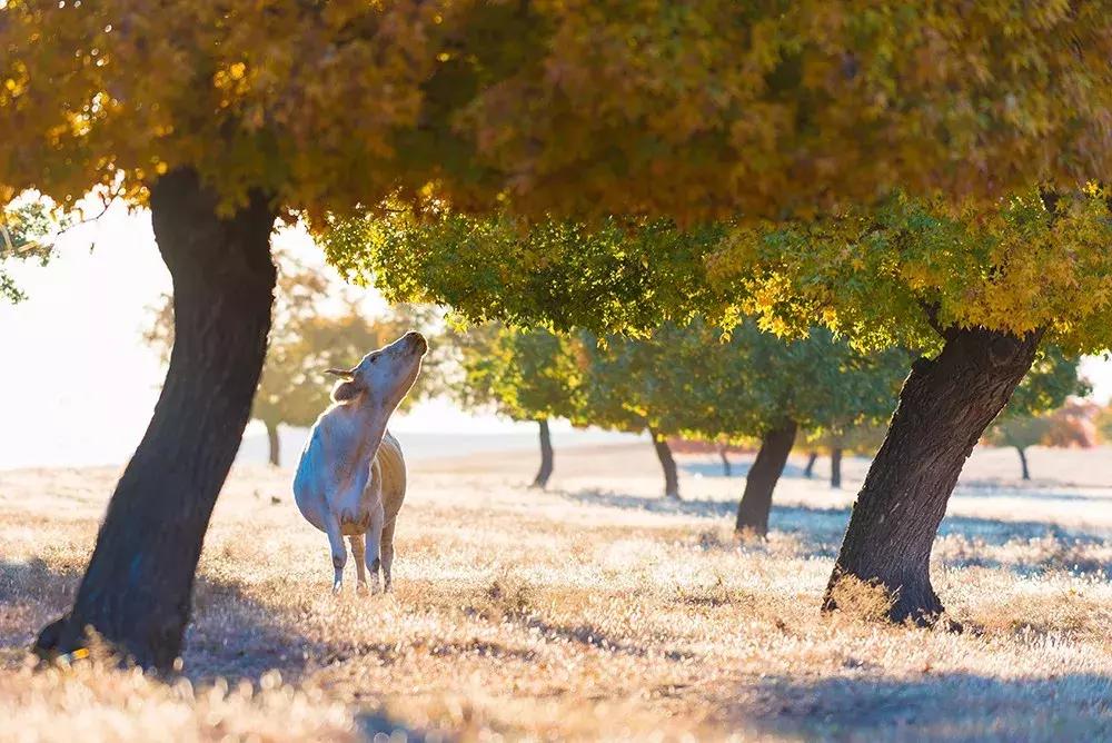 10月旅行地推荐最适合初秋出游,10月最适合慢慢旅游的地方