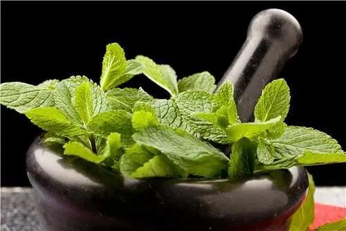 夏日清凉精油首选薄荷,清凉的薄荷精油