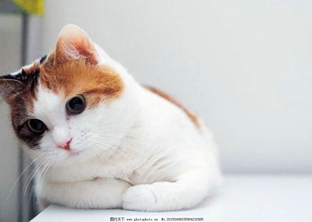 崩溃!猫咪吃「小强」会有危险吗?注意别做一件事