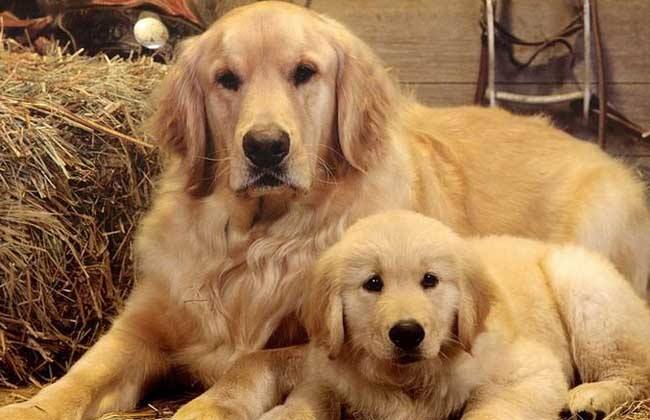 宠物狗品种大全热门宠物排行,常见的小型宠物狗品种及图片大全