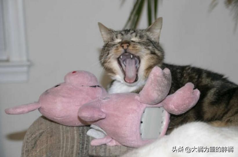 心爱的毛绒小猪被毁后，小猫又有了大堆新朋友“粉红色的我都爱”