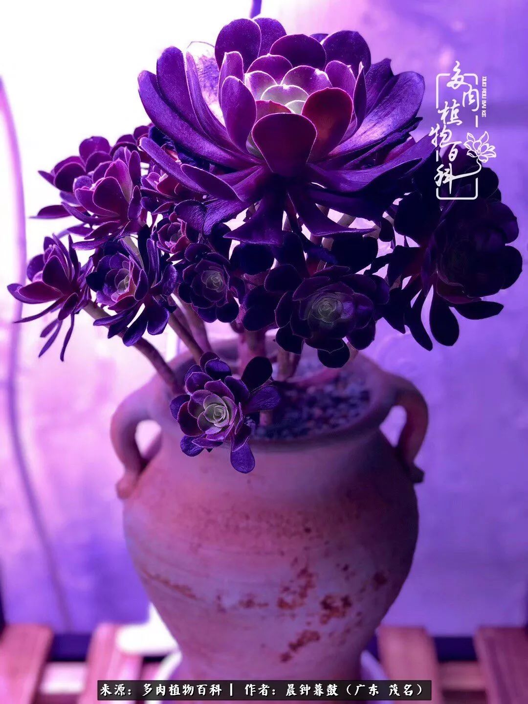 轻轻地告诉你,我的多肉也曾美过,不信你看看