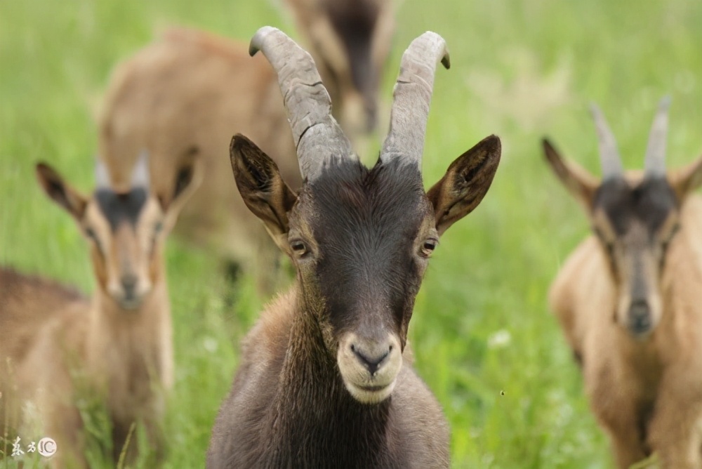 澳大利亚的羊泛滥成灾真的吗,澳洲又一动物泛滥成灾