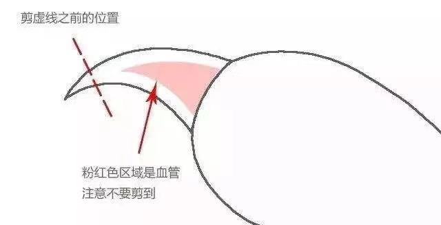 猫咪洗护方法 (养猫族必看如何正确清理猫咪口腔)