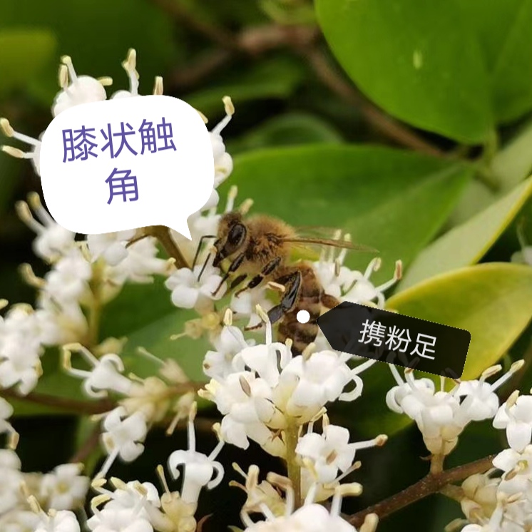蜜蜂真的会认识人吗,你家的蜜蜂是真蜜蜂吗
