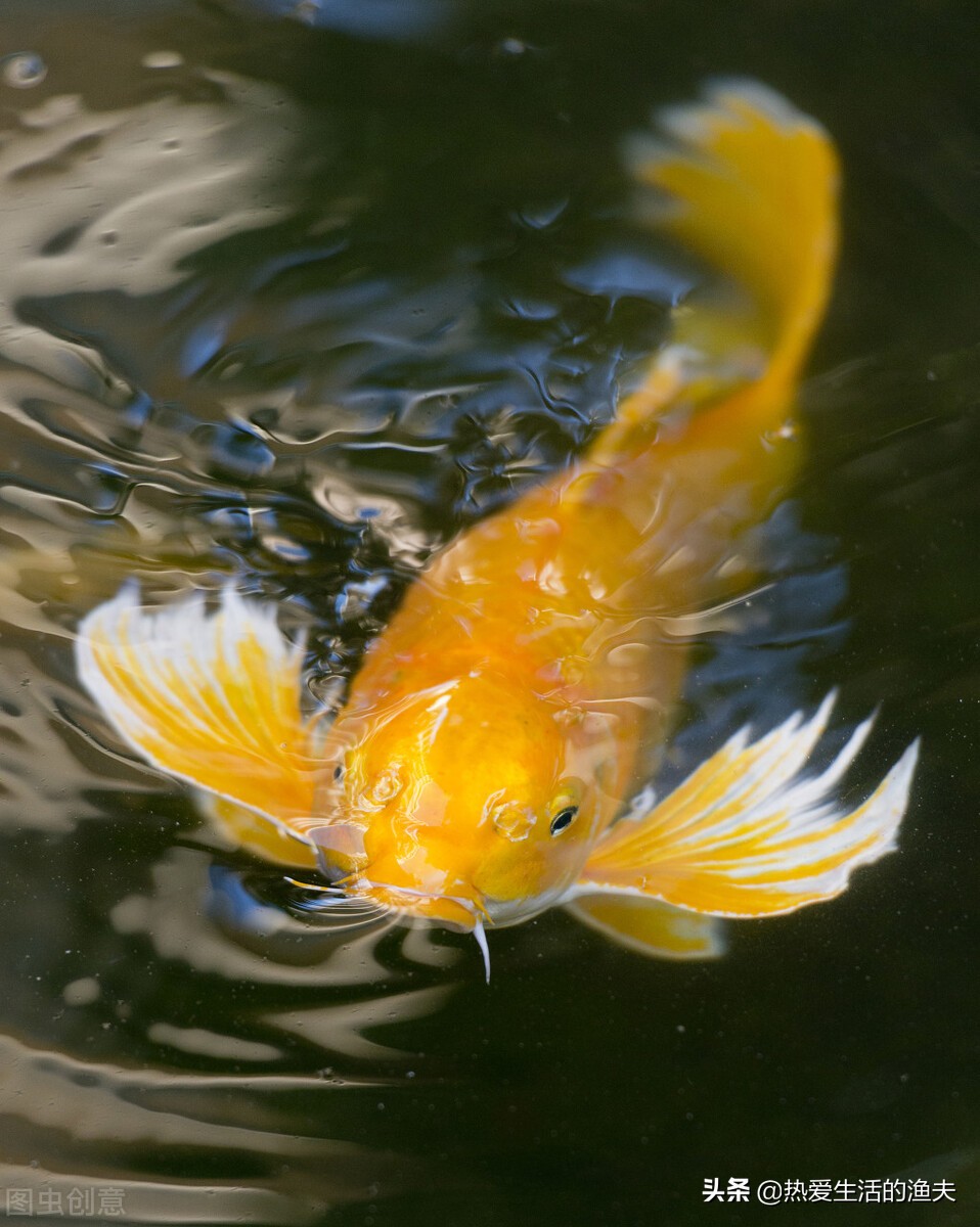 锦鲤体表有血丝是细菌性感染吗,锦鲤烂尾有血丝怎么办