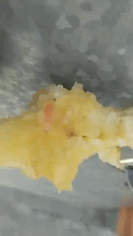 苹果吃到最后爬出来一条虫子,吃苹果吃到一半突然发现有个虫子