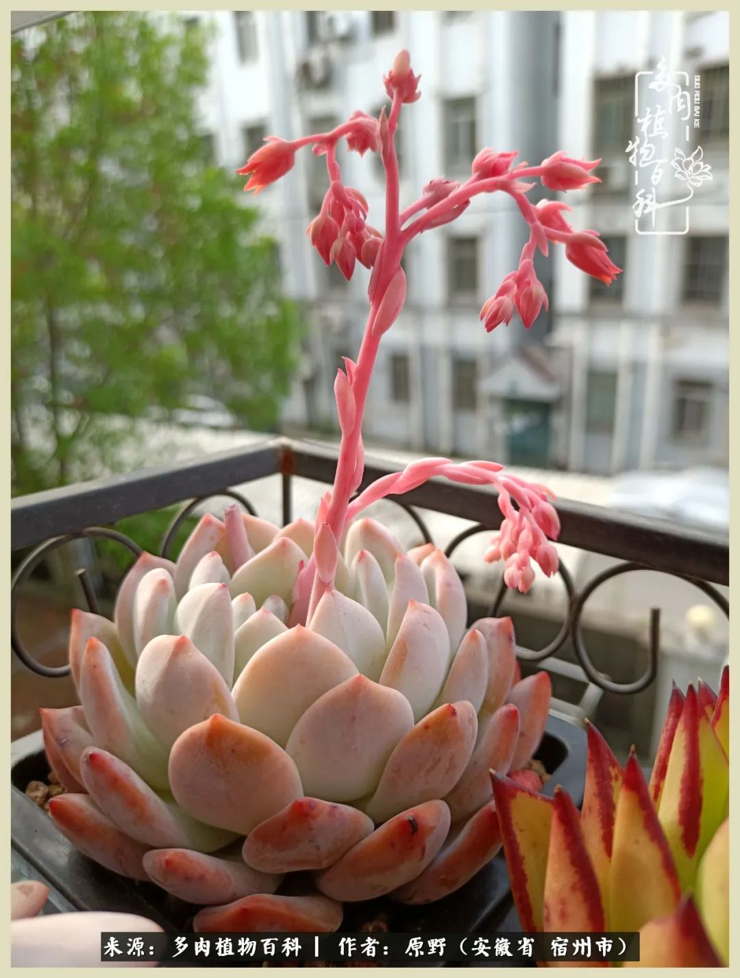 梅雨袭,酷暑至,多肉进入历劫季