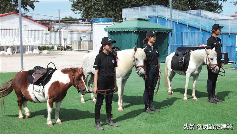 北京大兴马术训练基地活动内容,跑马场北京