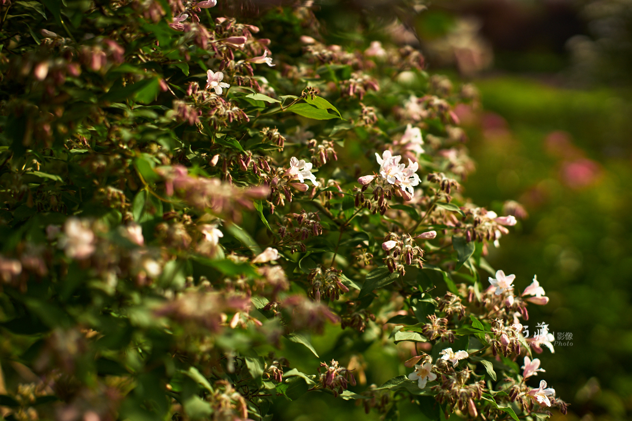 牡丹盛开的地方牡丹园,牡丹园牡丹花竞相绽放