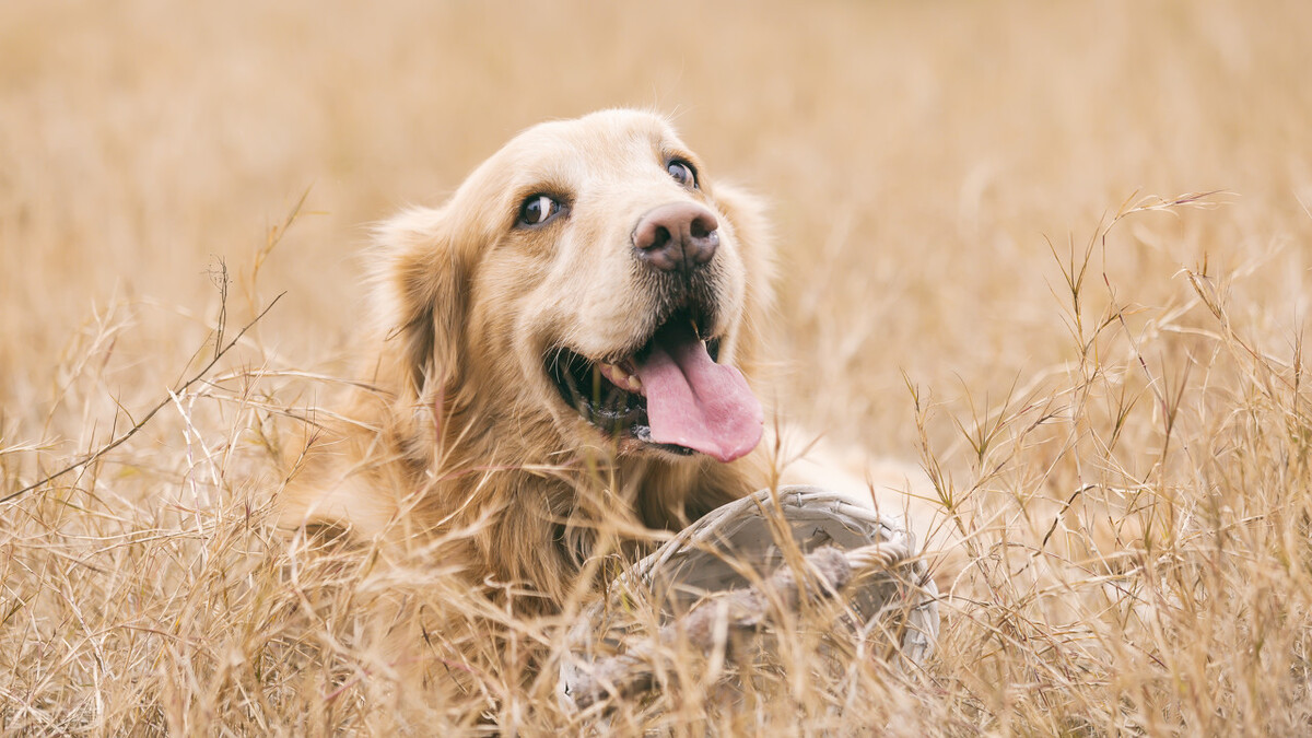网评“无攻击性”的3种狗，性格温顺，养过的人都懂