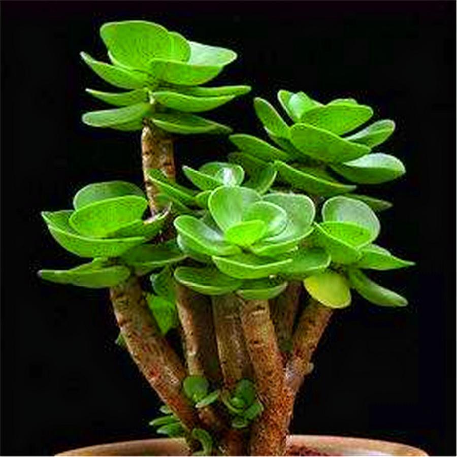 金钱木怎么养才能让它枝繁叶茂,金钱木叶片有蓝色的点点