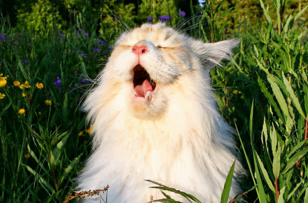 猫猫口炎给它喂点什么药,猫有口炎怎么治疗